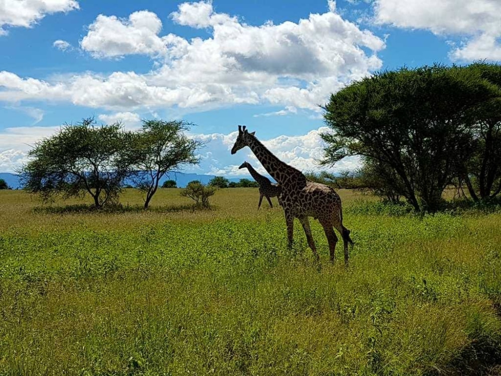 Zum Tarangire Nationalpark in Tansania muss man glaube ich nicht viel sagen. Er ist nicht so bekannt wie der Ngorongoro-Krater oder die Serengeti, aber nicht weniger schön.